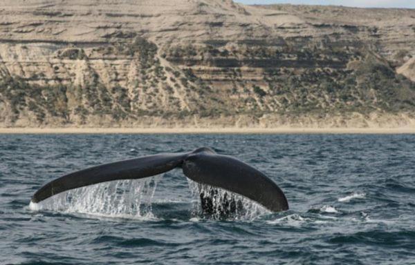 Del Nomade Hosteria Ecologica Puerto Pirámides Zewnętrze zdjęcie